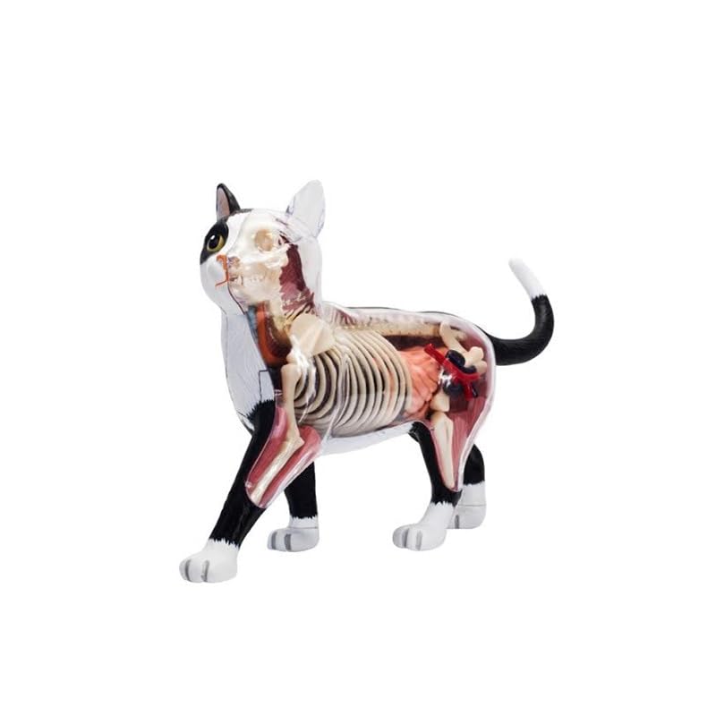 ネコパト　DAKIN9体セット Amazon.co.jp: 人体模型 4D 猫動物解剖学モデルスケルトン医療教育研究